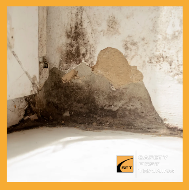 Expert Mold & Moisture Assessments in Toronto | GTA & Ontario