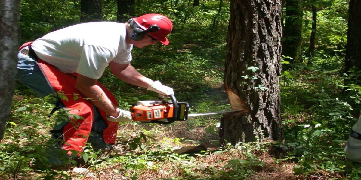 A man in red helmet using an electric saw to cut down a tree.